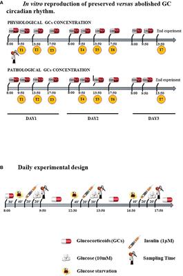 Mesenchymal Stem Cells Exposed to Persistently High Glucocorticoid Levels Develop Insulin-Resistance and Altered Lipolysis: A Promising In Vitro Model to Study Cushing’s Syndrome